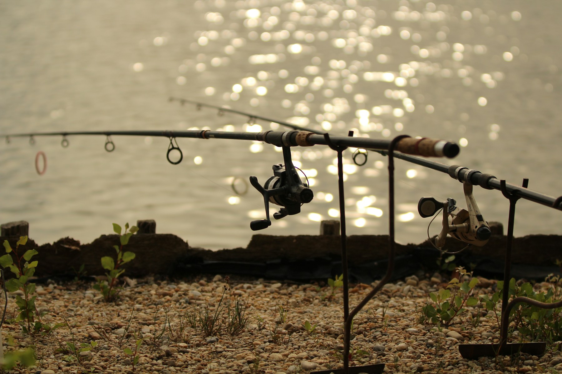 Fishing rods set beside a lake in warm evening light